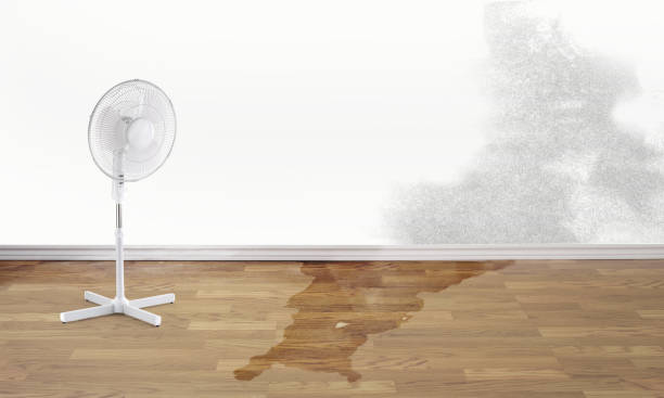 Best Ceiling water damage repair  in Ben Bolt, TX