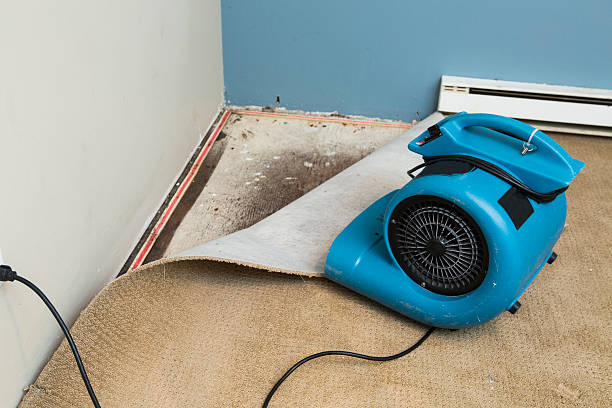 Best Basement water damage restoration  in Ben Bolt, TX